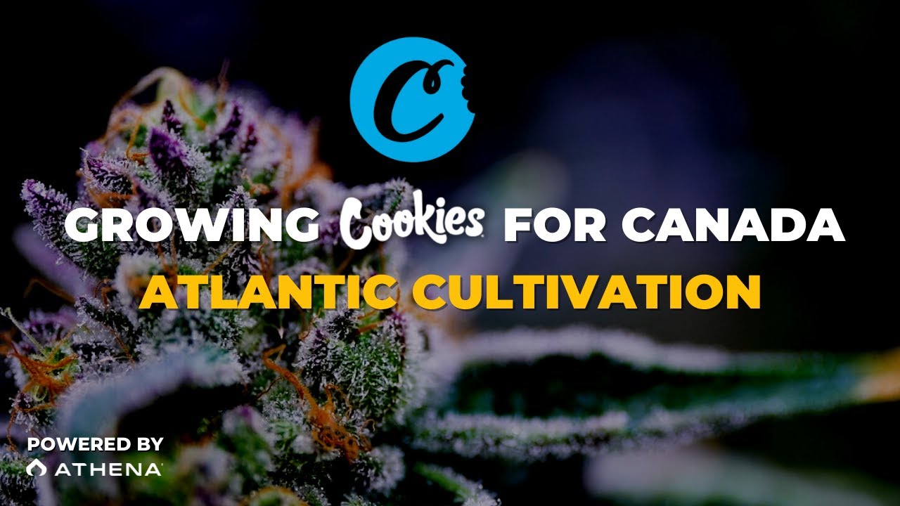 Growing Cookies for Canada with Atlantic Cultivation