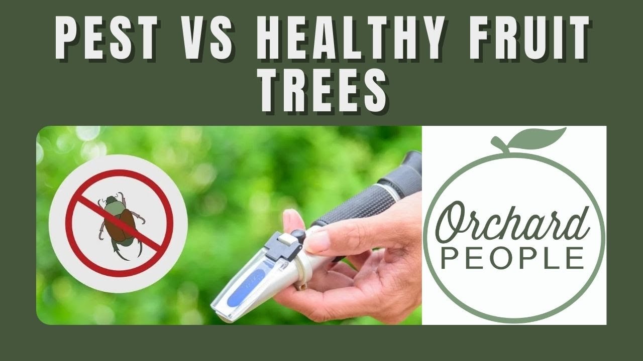 Why pests AVOID healthy Fruit Trees! And how to test tree health 🌳🍎🍑