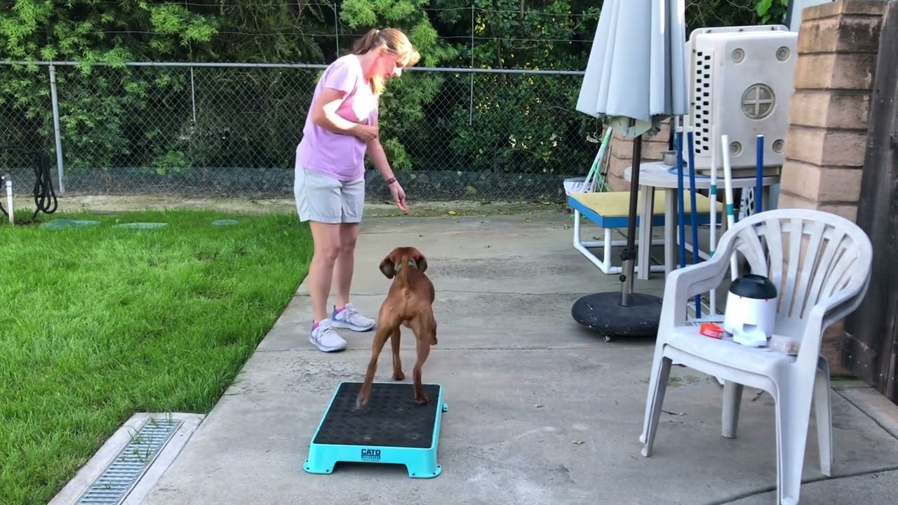 Agility Foundations for the Adolescent Dog - Online class. Pre-Course Basics.