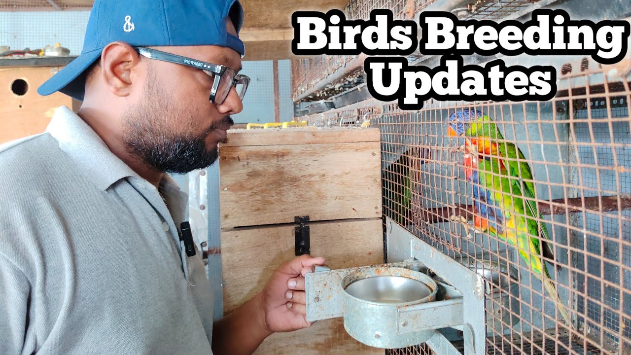 Birds Room Breeding updates | Conure Hand Tamed Chick | fancy birds chennai