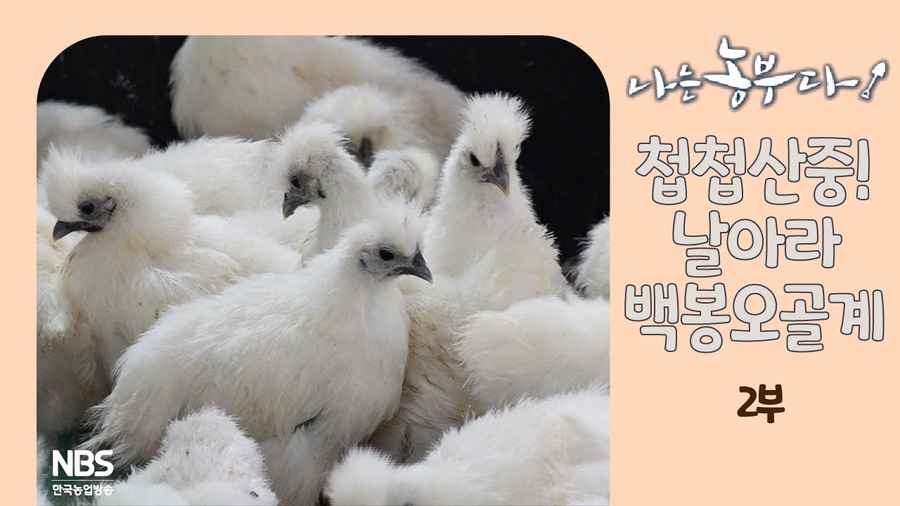 [나는농부다 254회 2부] 첩첩산중! 날아라 백봉오골계