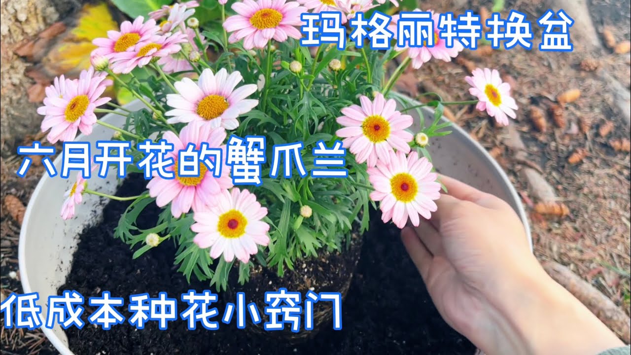 Walmart六刀买了一盆玛格丽特，回家马上换盆。
