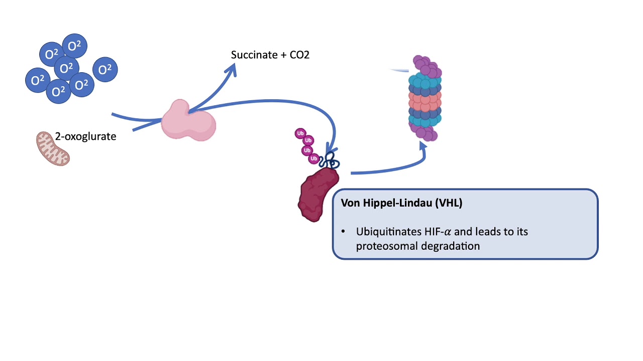 Regulation of erythropoiesis by hypoxia-inducible factor (HIF)