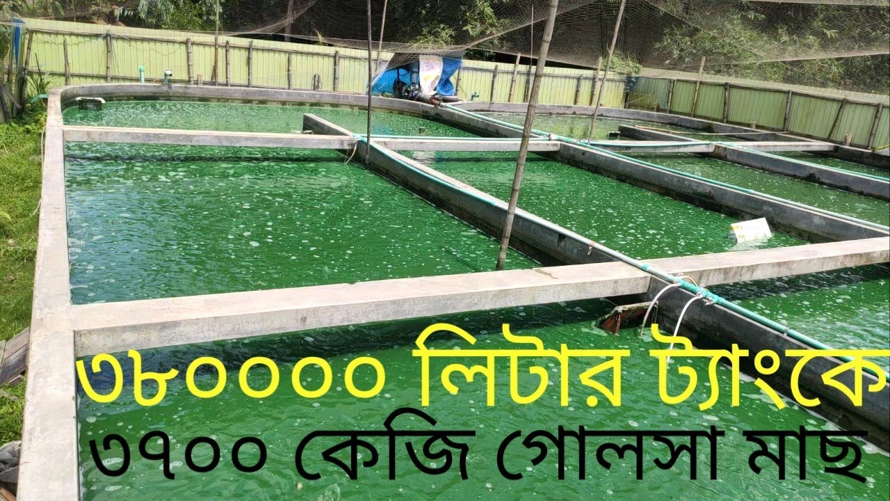 ৩ লক্ষ্য ৮০ হাজার লিটার ট্যাংকে ৩৭০০ কেজি দেশি গুলশা মাছ উৎপাদন লাভ ৫৫২০০০ আলহামদুলিল্লাহ (২২)