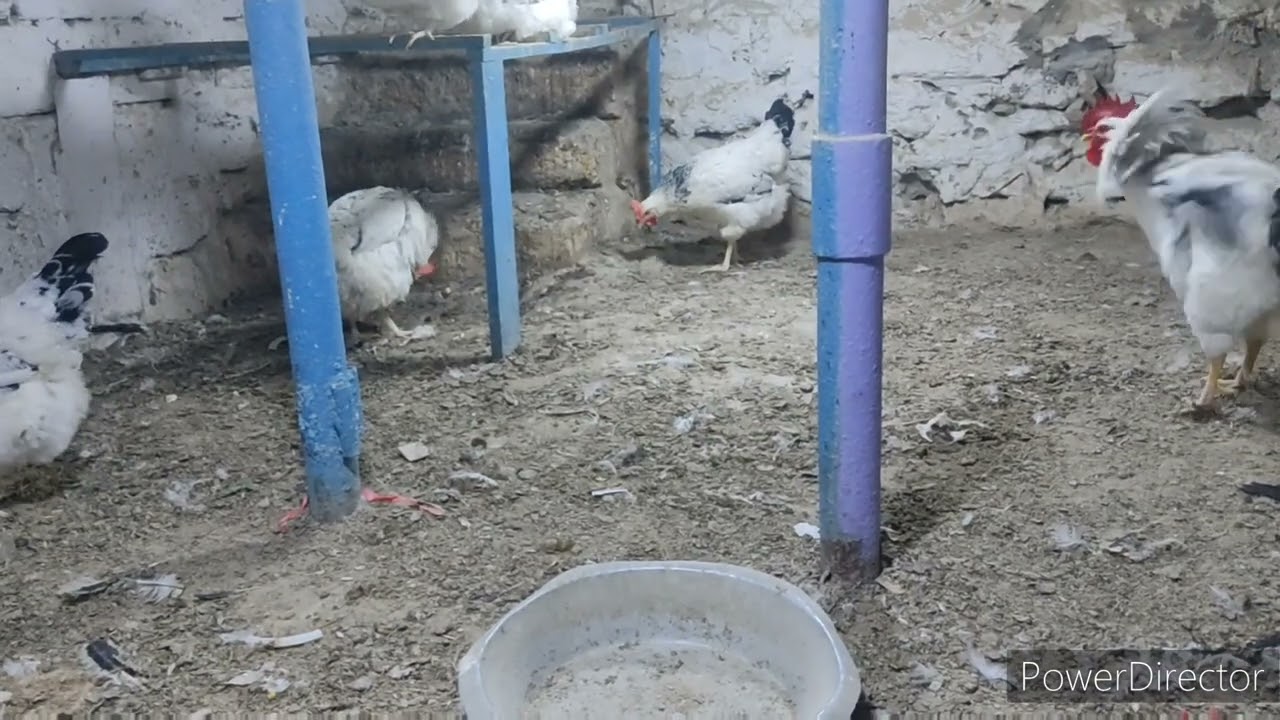 Cücələrdə ayaq tutulması müalicə və profilaktikası