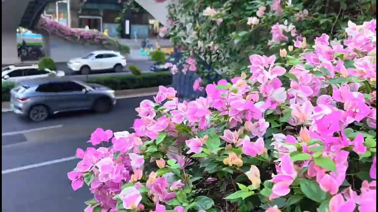 Beautiful Roadside Flowers in Nature 🌸 | Relaxing Flower Walk | Peaceful Nature Video 4K