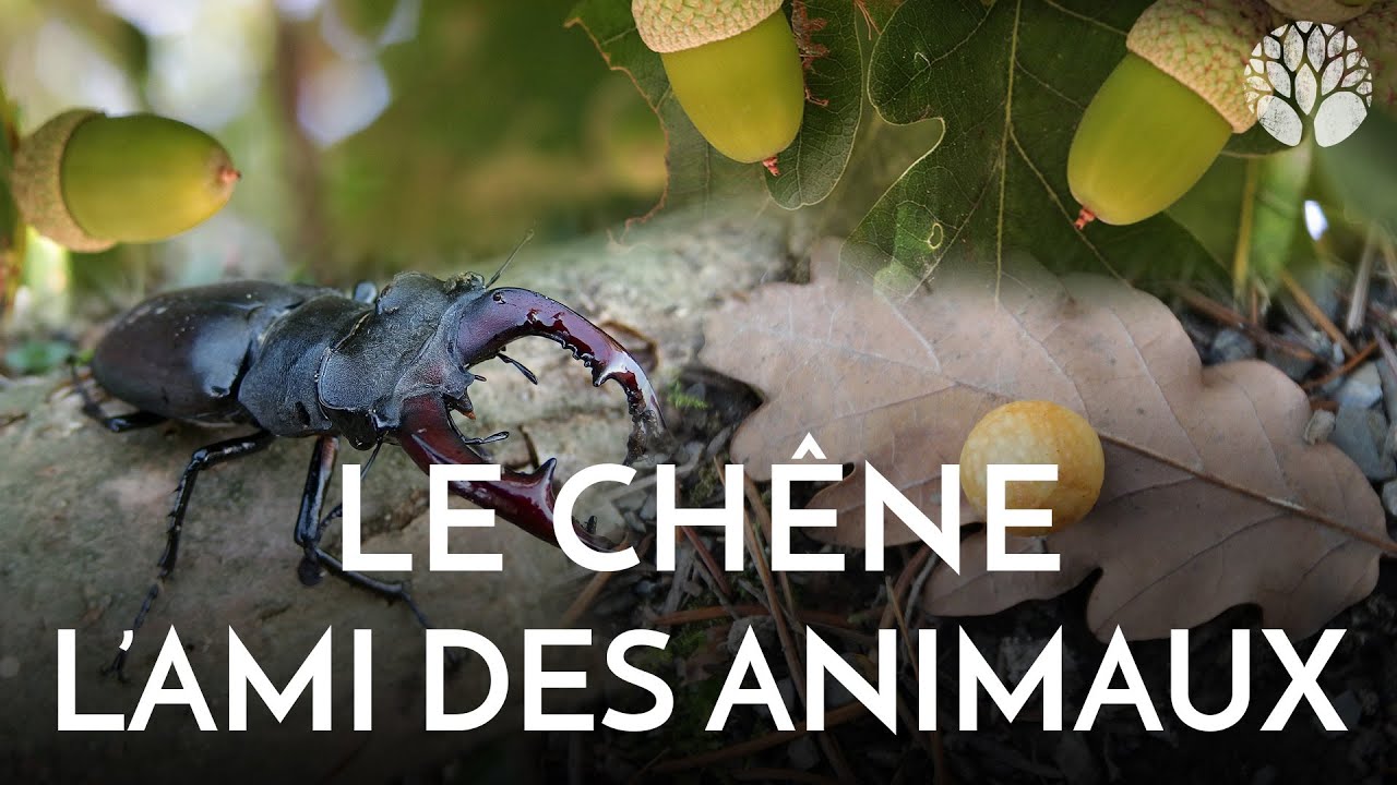 Le ch&ecirc;ne, l'ami des animaux