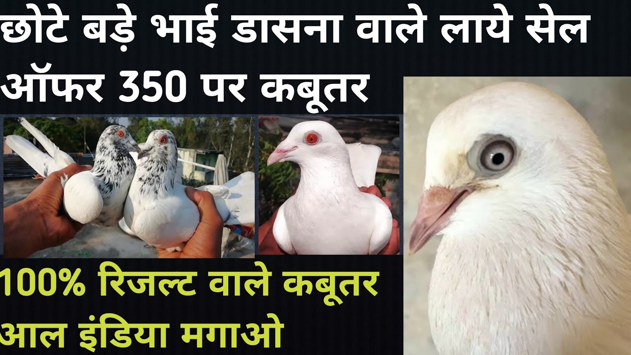 डासना वाले बड़े छोटे भाई लाये 100% रिजल्ट वाले पंजाबी मद्रासी कबूतर 350 पर |All India Parsl Karao |