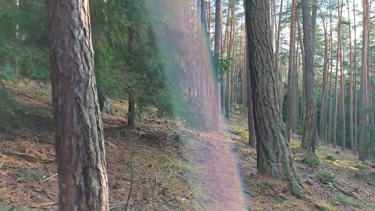 mysterious forest