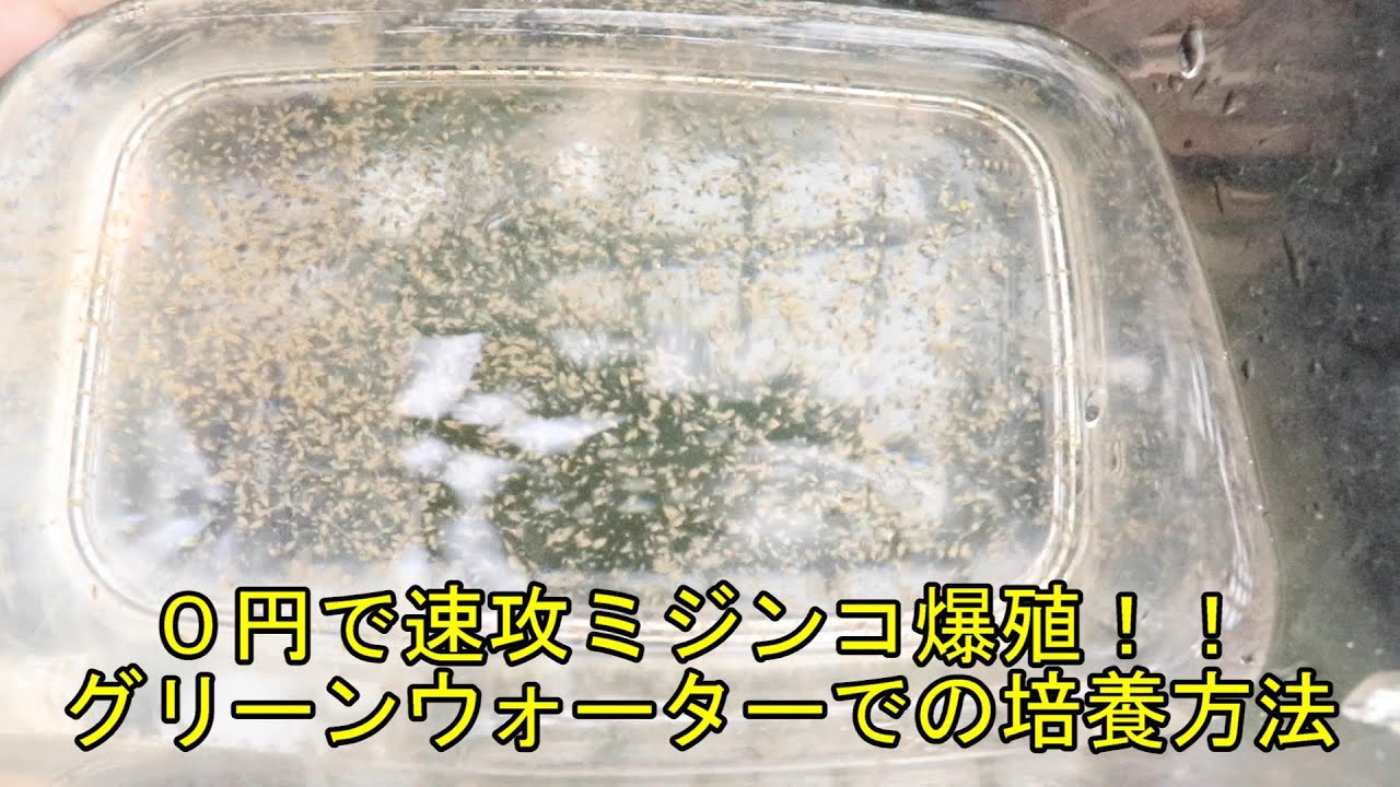 ミジンコをグリーンウォーターを使って０円で培養する！メダカの水換えにもなって一石二鳥！