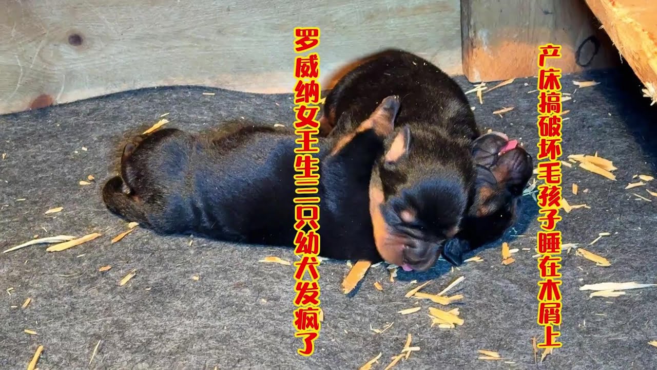 罗威纳生3只幼犬发疯，产床咬个稀巴烂，毛孩子可怜的睡在木屑上