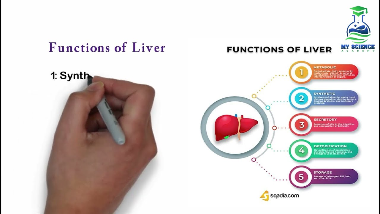 Liver functions class 12 biology| Excretory organs| role of liver in homeostasis| The liver 12 bio