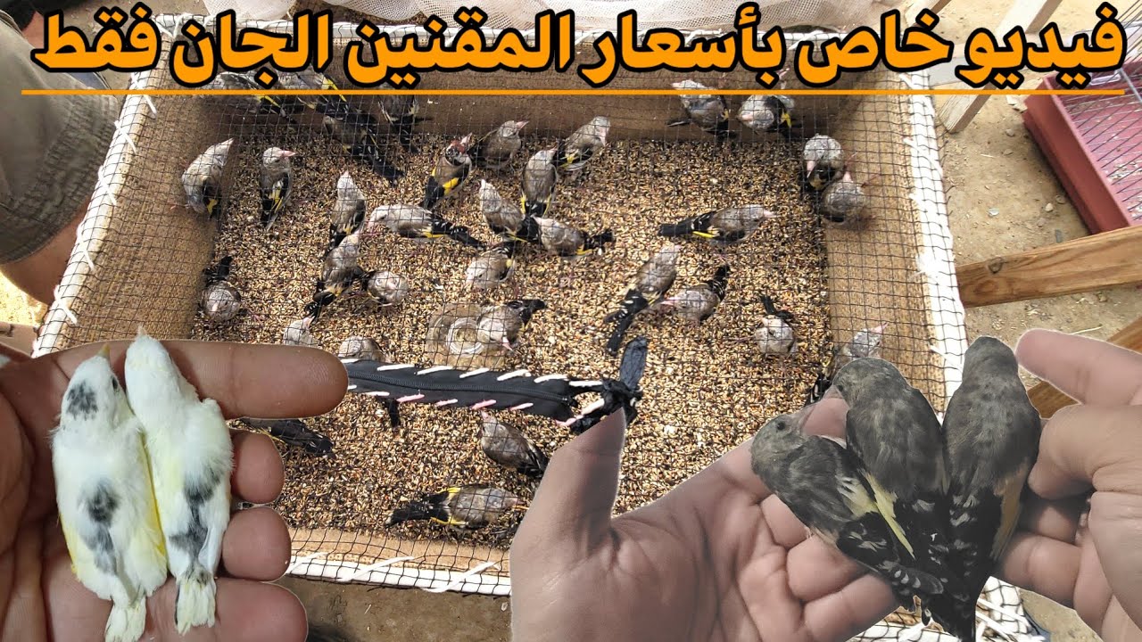 🔴 الجزء الثاني الخاص بأسعار المقنين الجان تاع السابة و الكاجة و فراخ طفرة الحسون بسوق بودواو للطيور