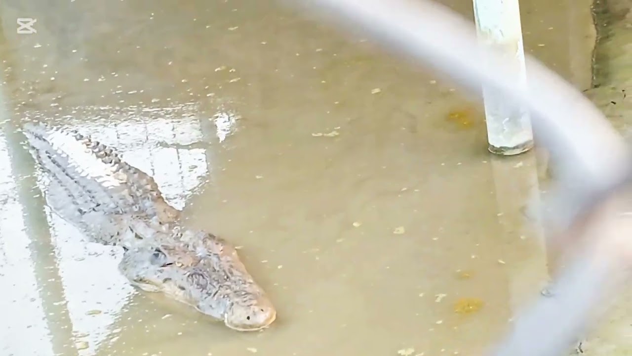 Crocodile, Crocodile frame 