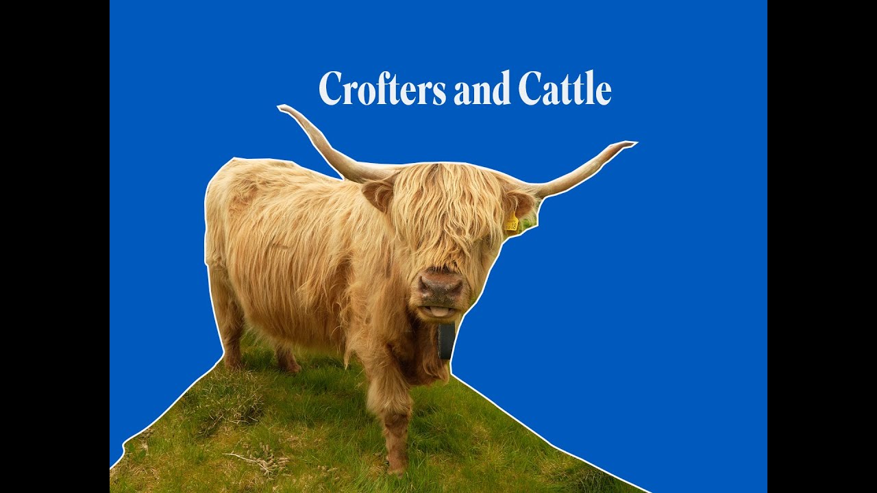 How a crofter and his Highland Cattle are helping Corncrakes on Lewis