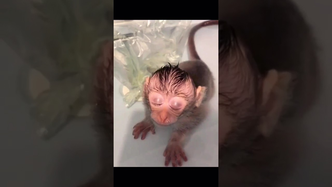 baby monkey enjoying his bath