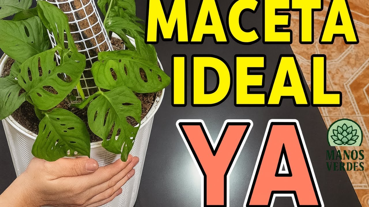 🌿 De maceta pequeña a espectacular