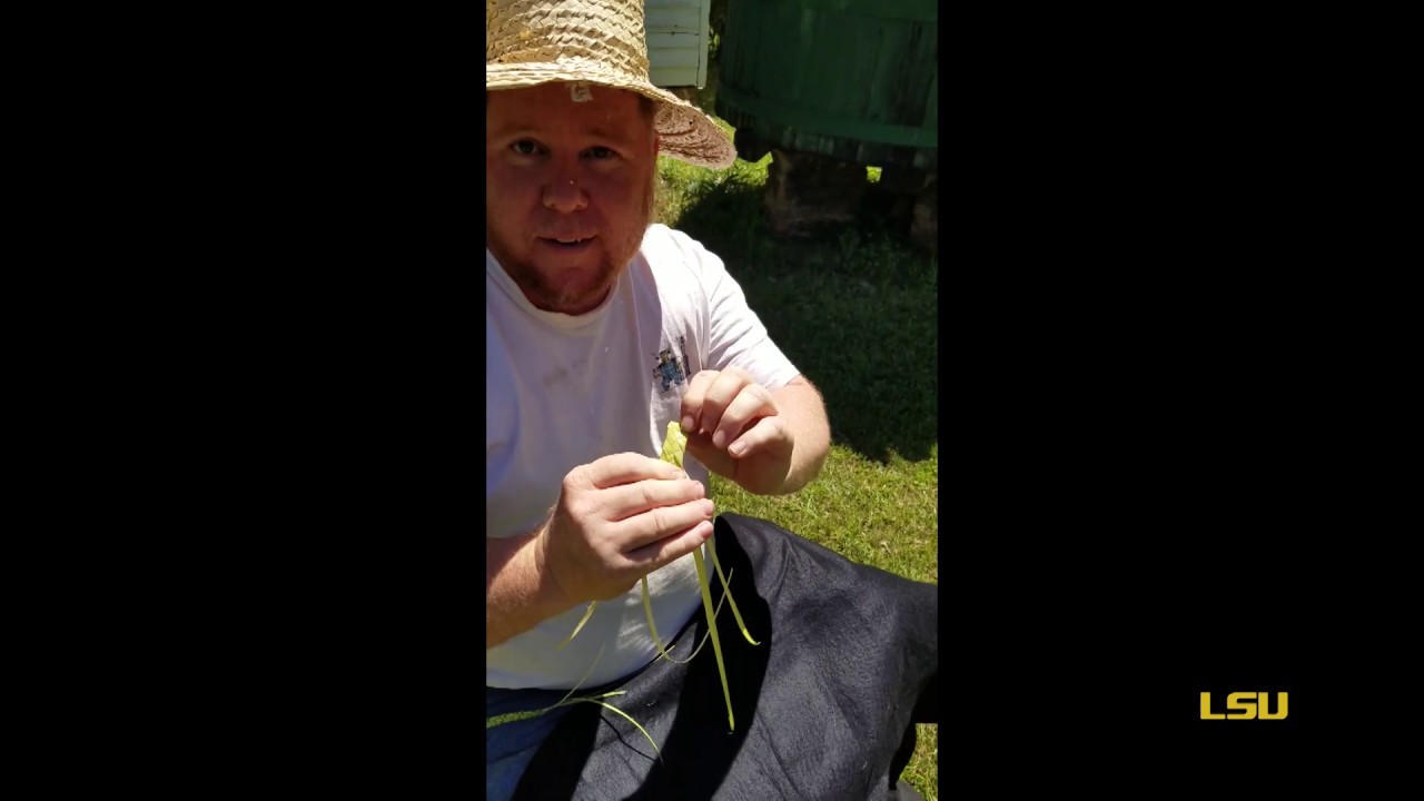 How To Series: Palmetto Weaving