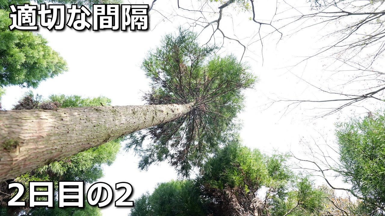 枝打ち 2日目の2【2024年12月24日】