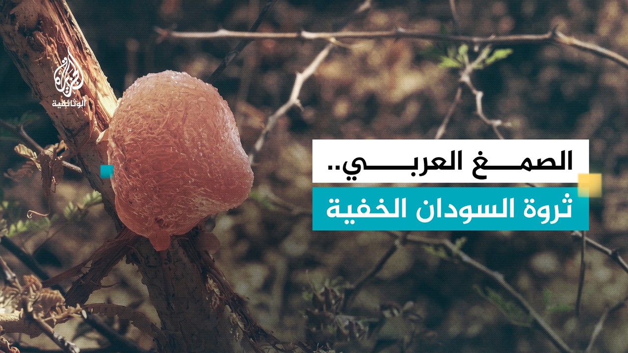 أشجار المن