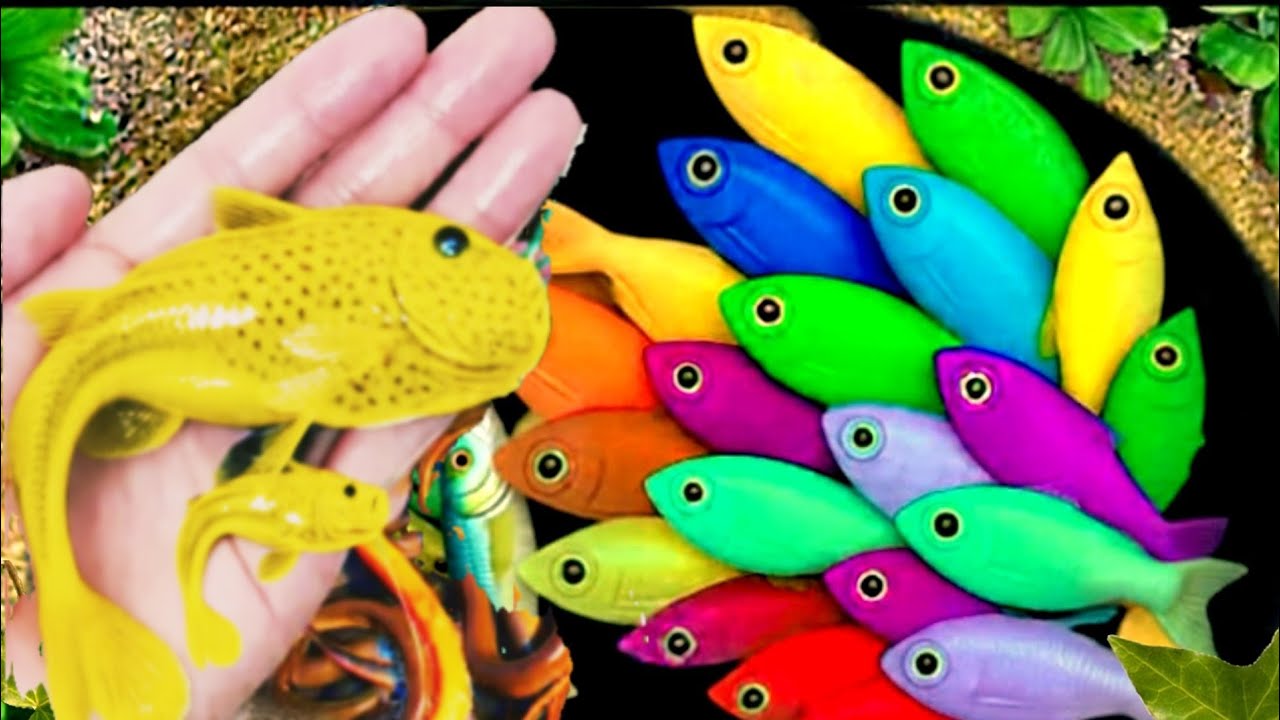 Catching beautiful fish Betta fish lobster Crab turtle Catfish Cow Snake head fish hermit Crab