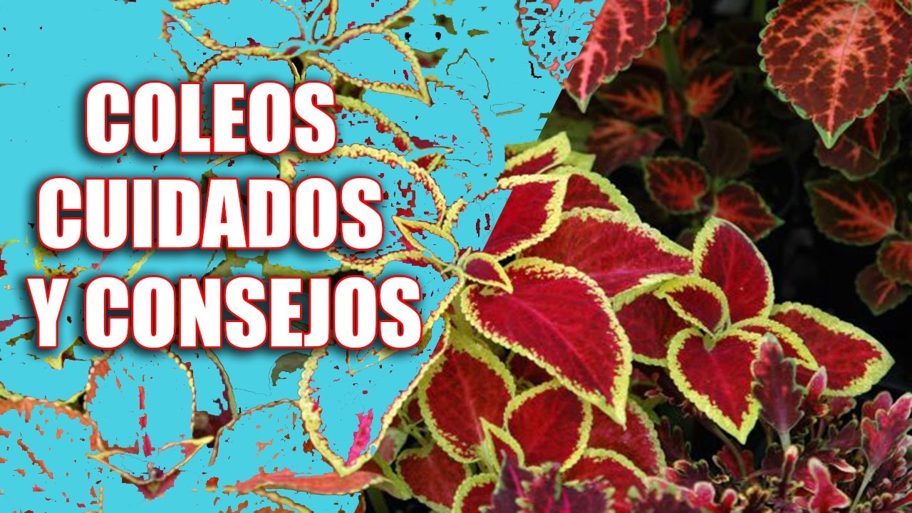 Cóleos, Cuidados y Consejos