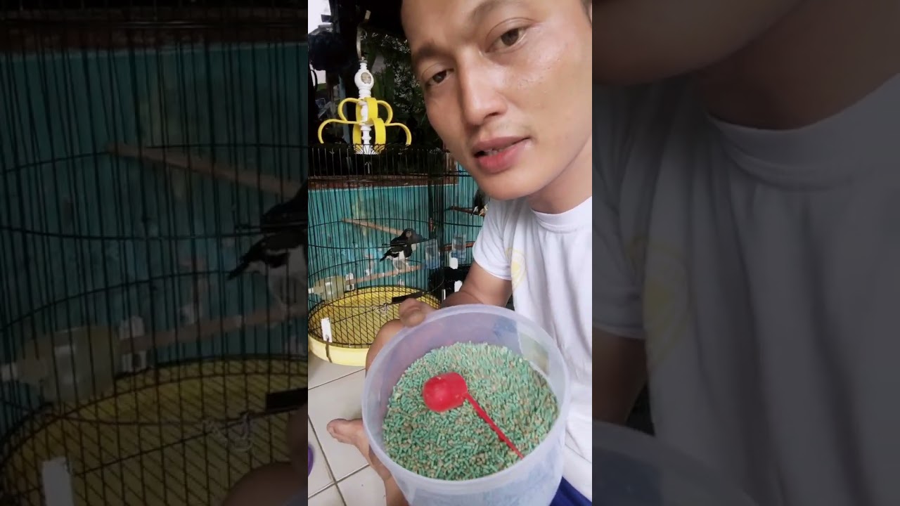 Tutorial perawatan Jalak supaya gacor