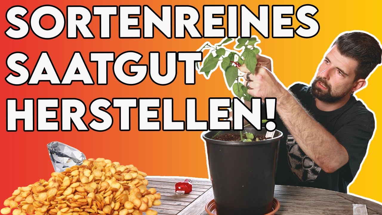 Sortenreines Saatgut gewinnen (Bl&uuml;ten selbst best&auml;uben) | Anleitung