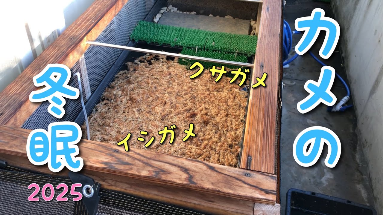 【イシガメ、クサガメ】ベランダ飼育のカメ。冬眠しました。冬眠の準備の様子。