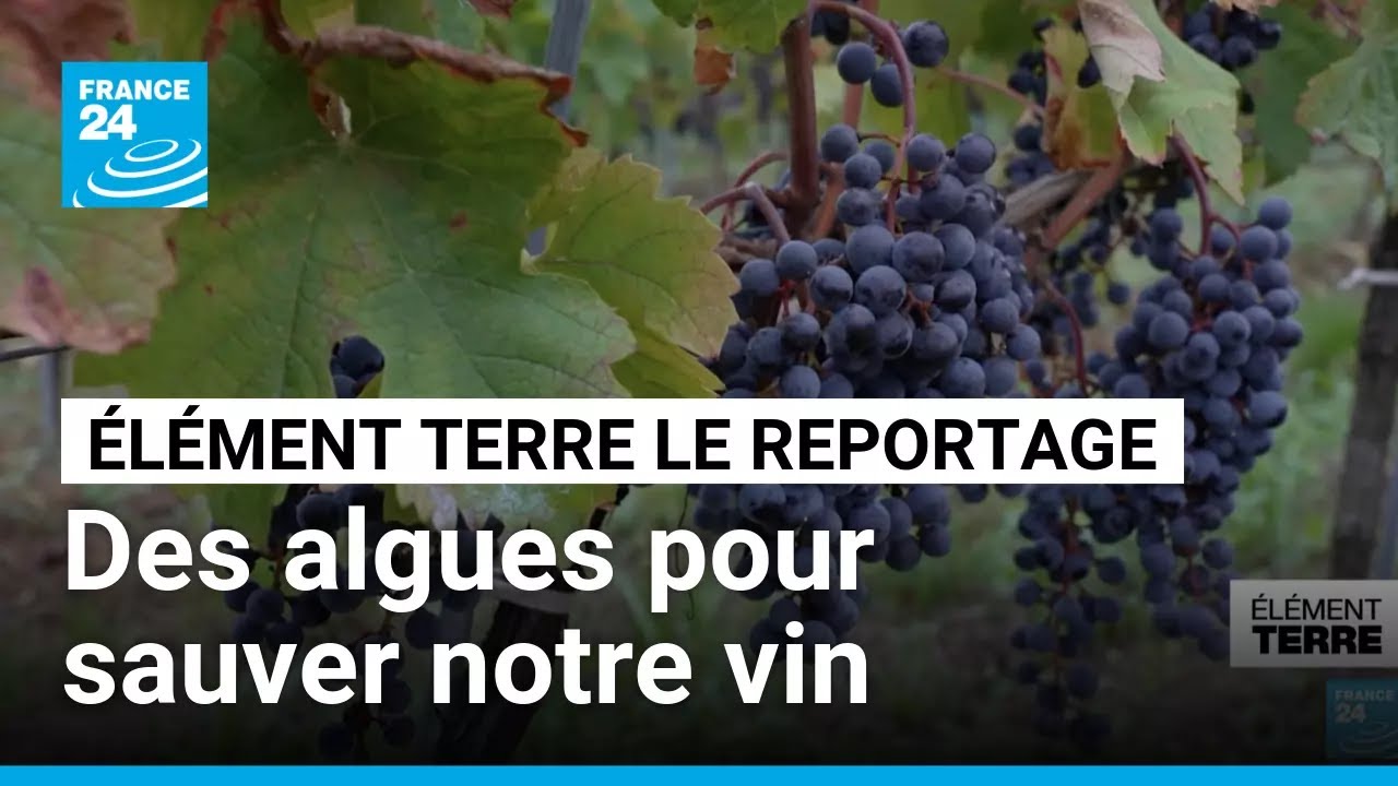Ces algues pourraient remplacer les pesticides dans le vin • FRANCE 24