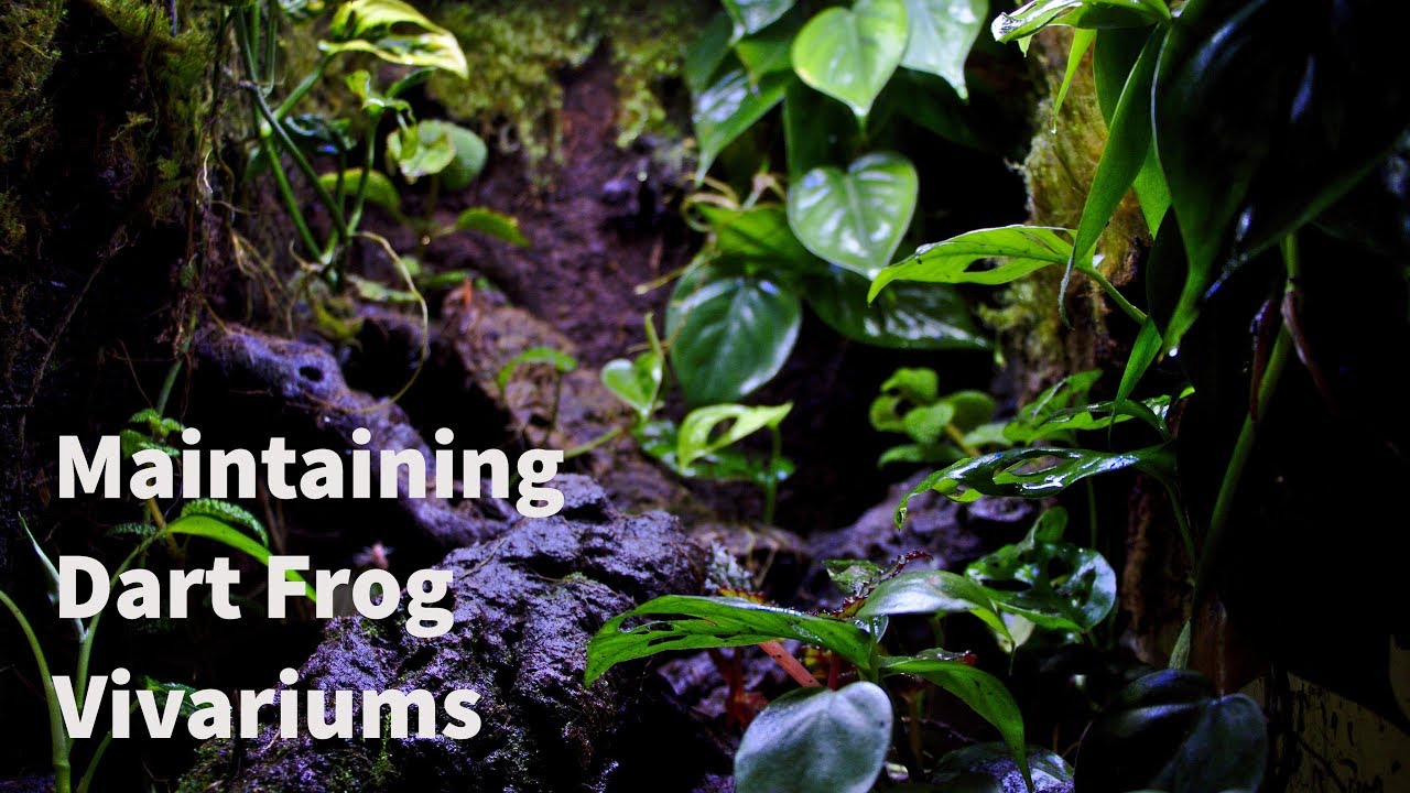 Dart Frog Vivarium Maintenance