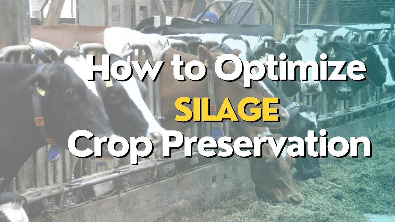 Silage-Making 101: Boost Livestock Nutrition with This Essential Farming Skill!