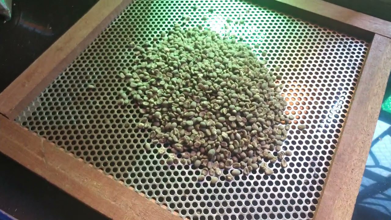 Cara cepat memisahkan biji kopi Peaberry dari biji Normal