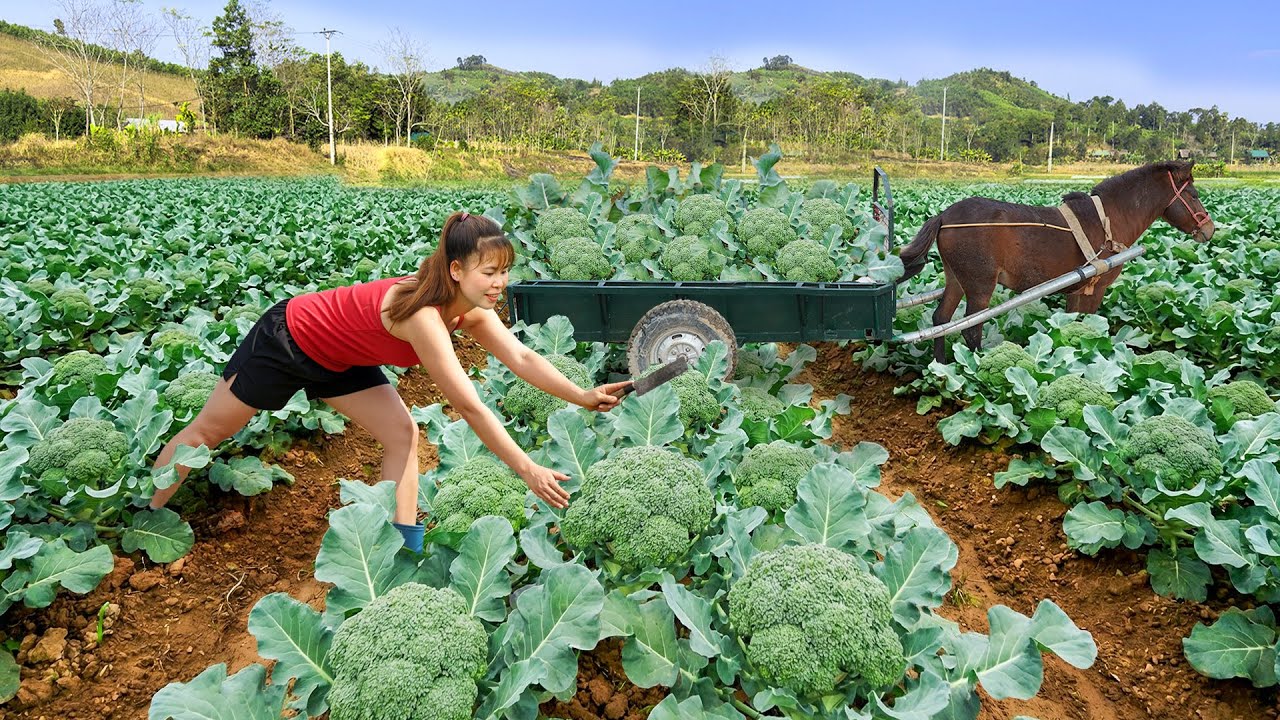 Harvest The Best Cauliflower Plants and Transport Them to the Market Using Horse-Drawn Carts.