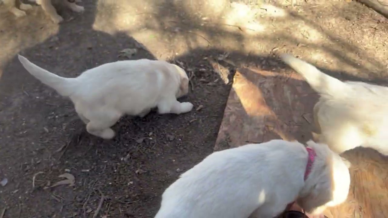 Puppies outside Tuesday 1