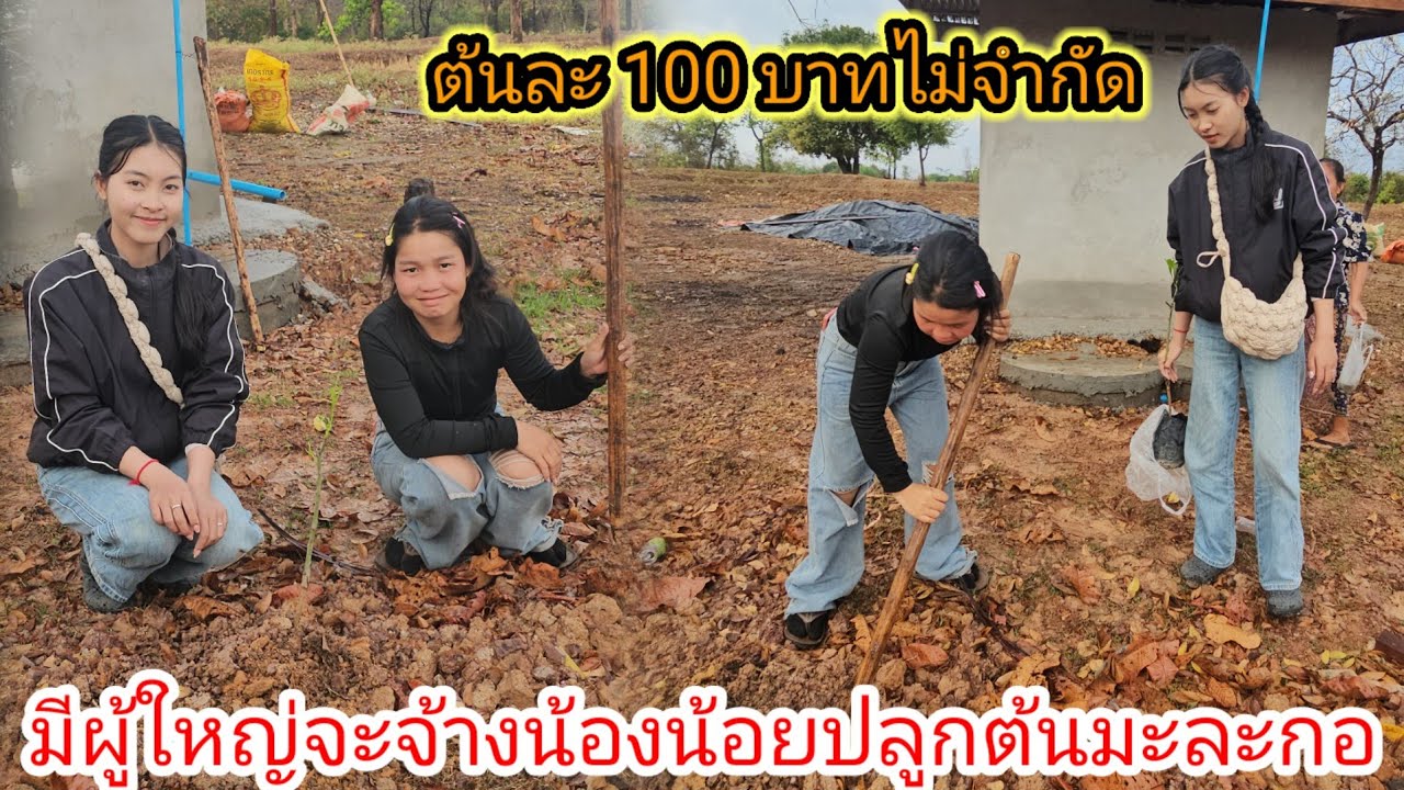 น้องน้อยกับสาวเบลพากันปลูกต้นมะม่วงหลังจากฝนตกหนักทั้งวัน✌️😊 5 มีนาคม ค.ศ. 2026