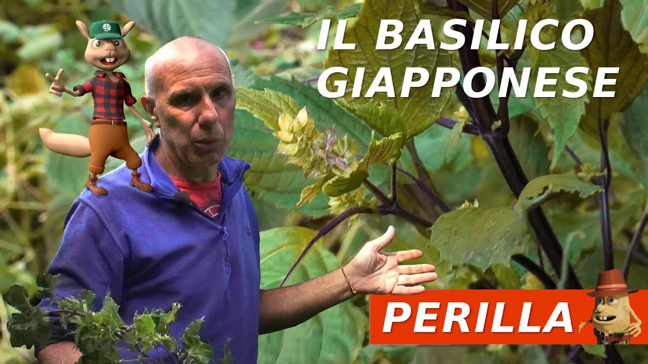 La PERILLA, il Basilico Giapponese: Raccolta e Cura delle Piante