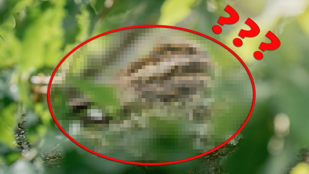 Finding One of the UK's Most Elusive Birds