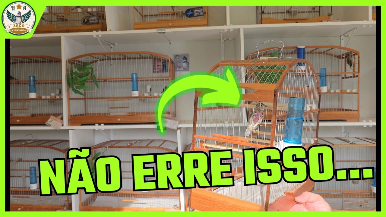 DESMAME DE COLEIRO FILHOTE: O MANEJO CERTO PRA NÃO ERRAR ❌🐦