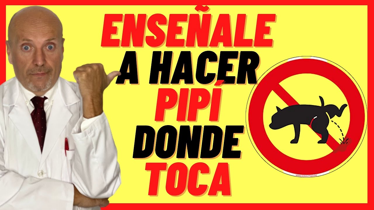COMO ENSEÑAR A UN PERRO CACHORRO A HACER SUS NECESIDADES 🈯️EN UN SOLO LUGAR 🈯️