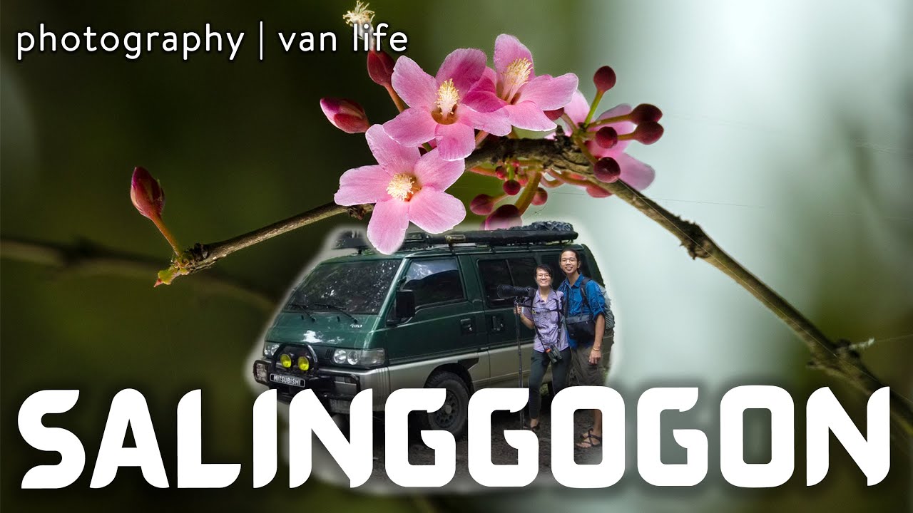 We found a SALINGGOGON: One of the MOST BEAUTIFUL FLOWERING TREES of the Philippines