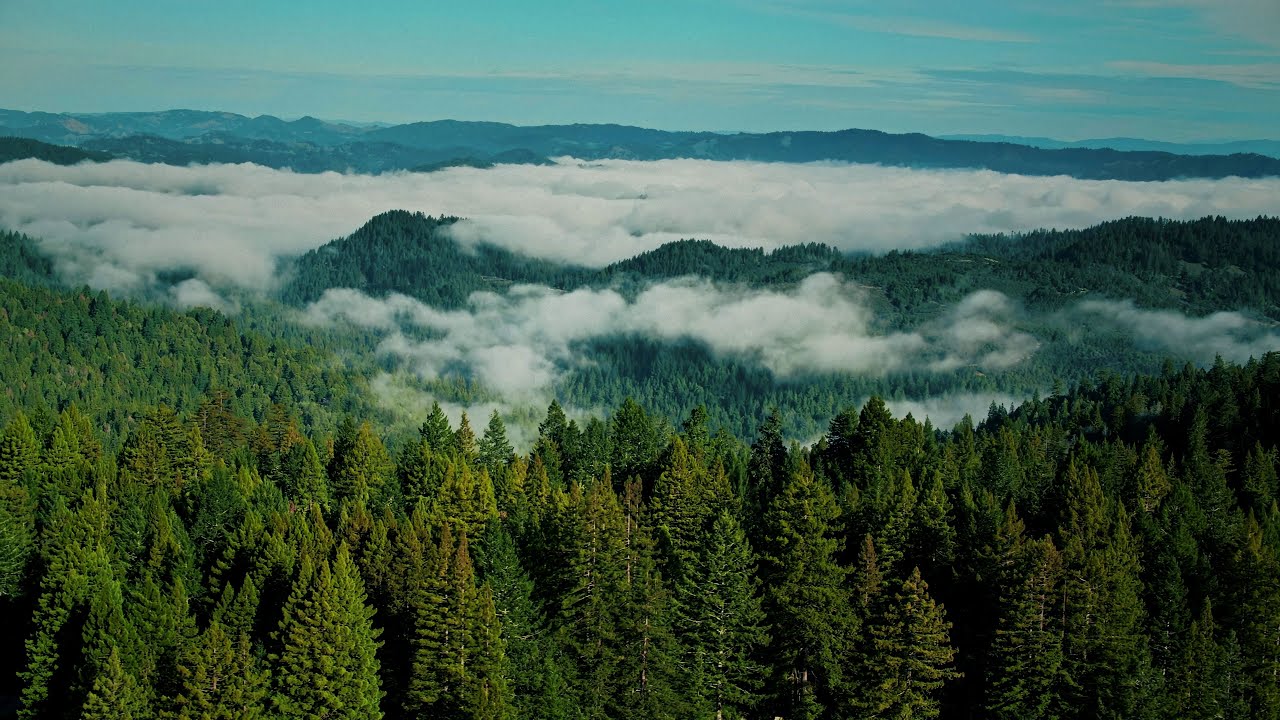 Santa Cruz Area State Park Restoration | Save the Redwoods League