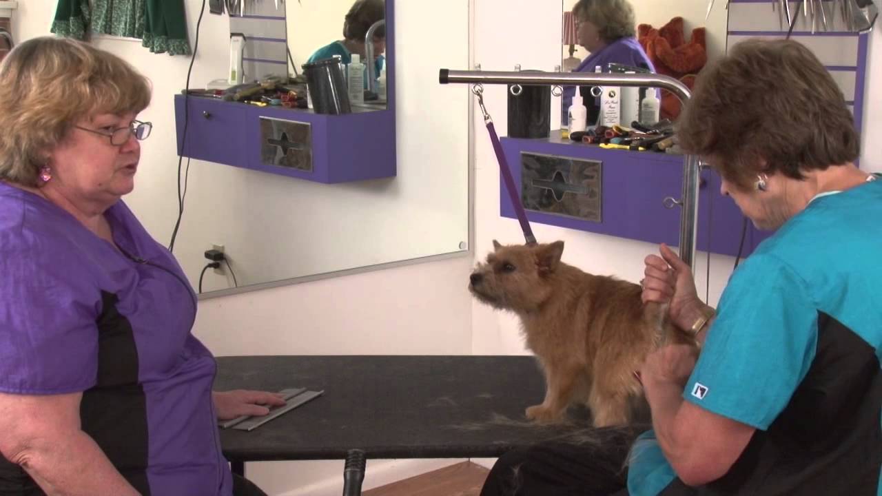 Resurrecting a Blown Coat on a Norwich Terrier with Sarah Hawks & Margery Good