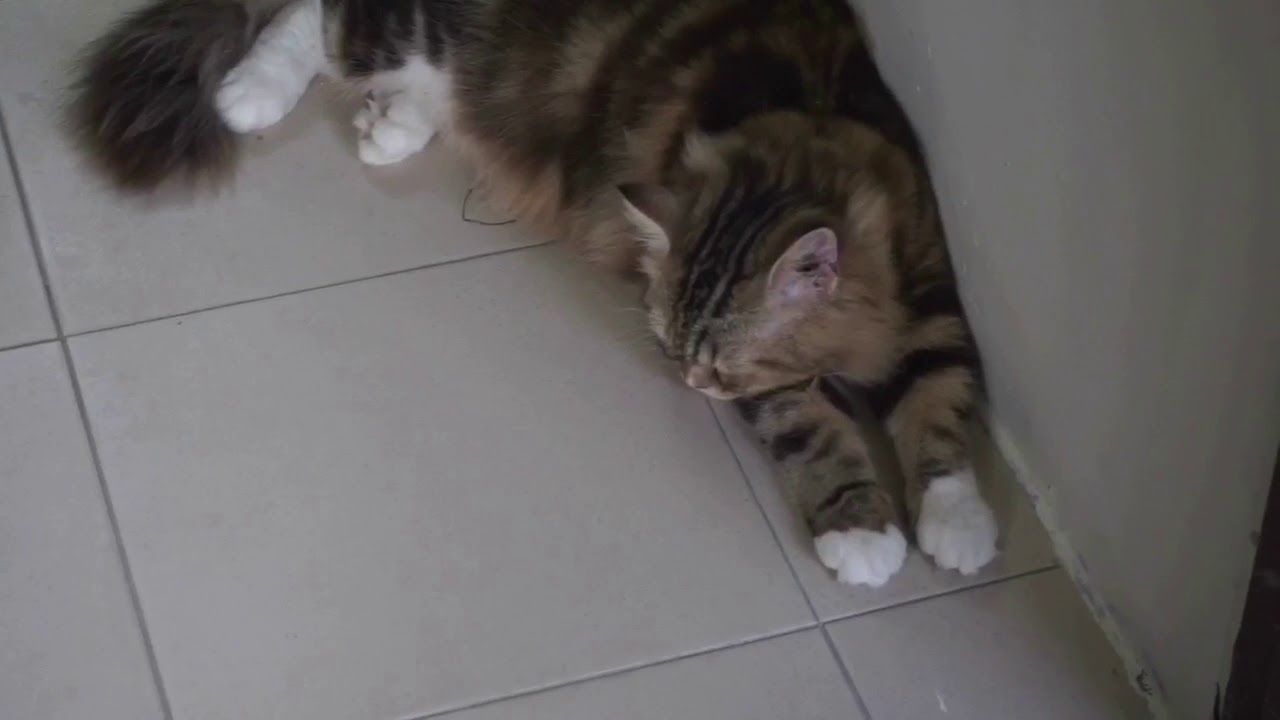 #SYAAVLOG 11: 27 seconds of my Sony Alpha 5100