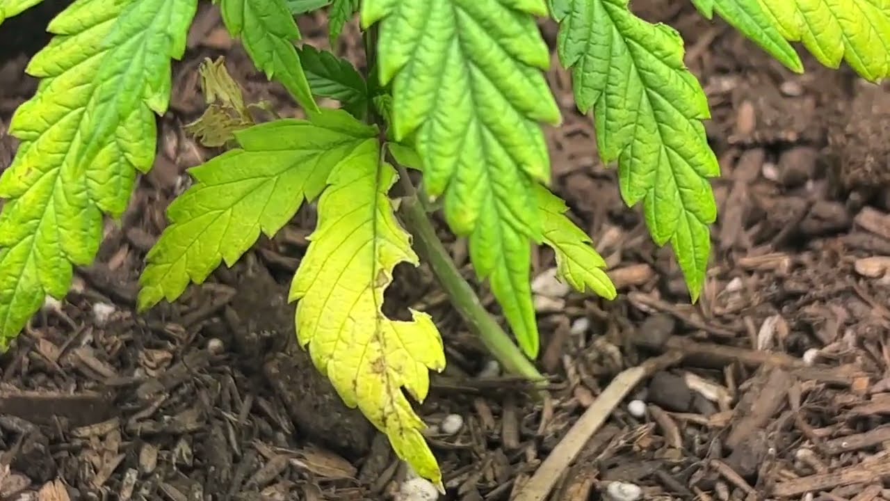 When to Flower a Cannabis Plant