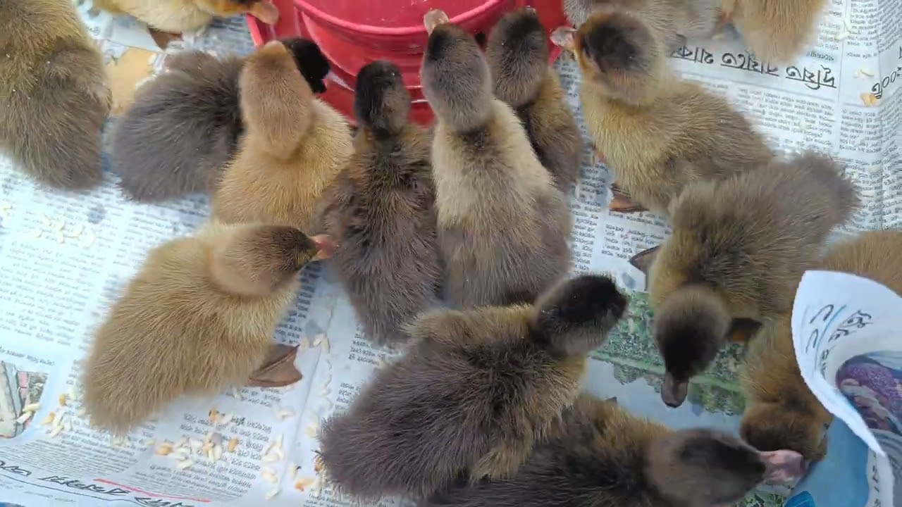 animals lover animal video 