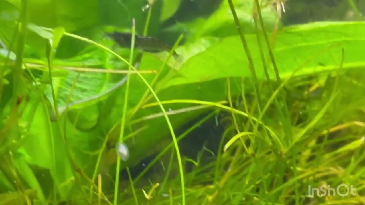 Microfauna - Walstad jar (1 month old)