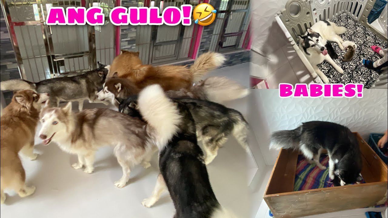 Pack Members Stayed In The Mansion Because Of Heat! | Husky Pack TV