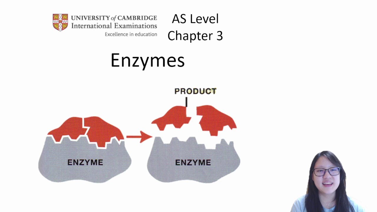 Глава 3.1 – Структура и механизм действия ферментов | Cambridge A-Level 9700 Biology