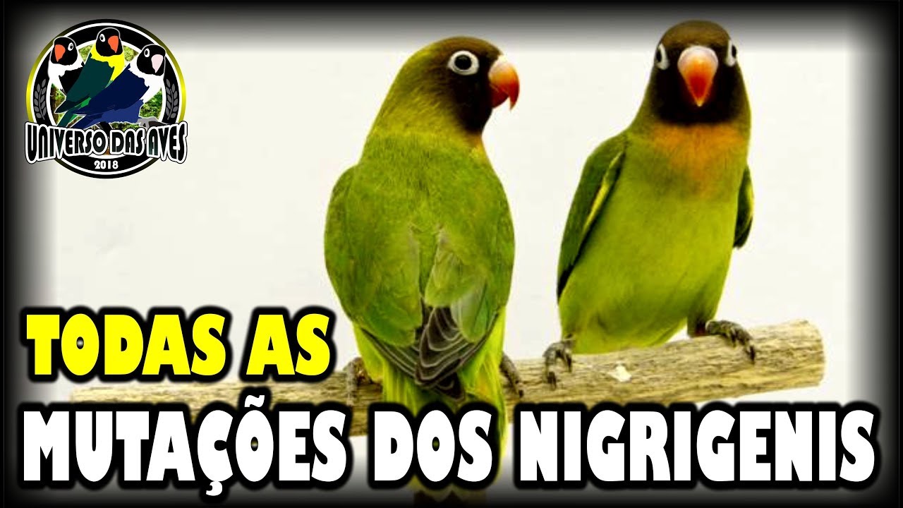 DIFERENTES TIPOS DE AGAP&Oacute;RNIS NIGRIGENIS #27
